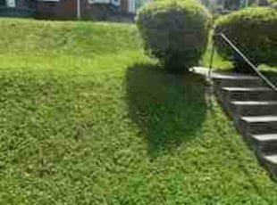 Janetzy D.'s Yard Cutting service result