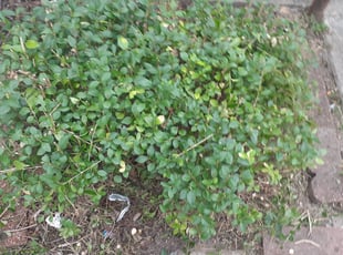 Bush Trimming by Tailan Swayze for Janice S. in Pottstown, PA