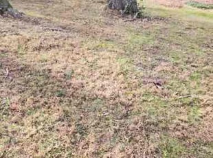 Leaf Removal by Lara Rahmani for Susan T. in Springfield, VA