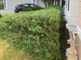 Bush Trimming by Jay Chavez for Tien N. in Kenmore, WA