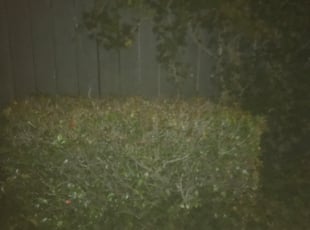 Bush Trimming by Jacque Gurley for Desiree S. in Metairie, LA