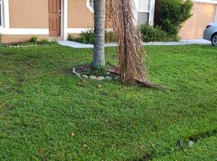 Thomas B.'s Lawn Mowing service result