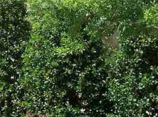 Bush Trimming by William Lafave for Andralita L. in Roseville, MI