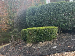 Bush Trimming by Zemery Woodruff for Tammy W. in Dallas, GA