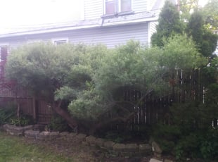 Bush Trimming by Michael Prath for Kee C. in Milwaukee, WI