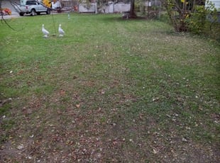 Leaf Removal by William Lafave for Julie W. in Clinton Township, MI