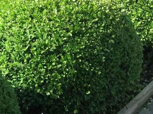 Bush Trimming by Jessica Pangus for Nicholas R. in Kennesaw, GA