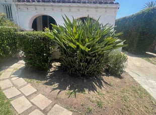 Bush Trimming by Juan ArdΓ³n for Lee S. in Los Angeles, CA
