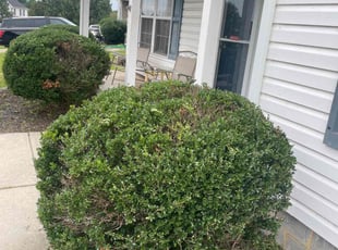 Bush Trimming by Darius Baskerville for Marsha F. in Chester, VA