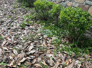 Bush Trimming by Joseph Clark for William s. in Fayetteville, NC
