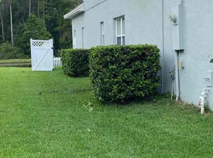 Bush Trimming by Josh Larew for Danielle -. in Orlando, FL