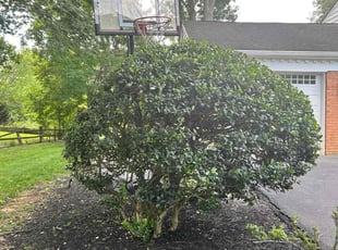 Bush Trimming by Jose Escobar for Amel G. in Great Falls, VA