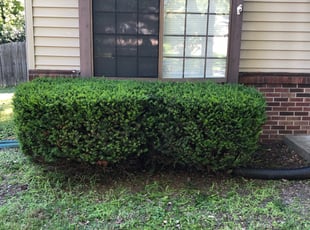 Bush Trimming by Morgan Thomas for Latisha S. in Indianapolis, IN
