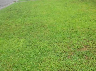 Weeding by Montereous Collier for Phyllis G. in Huntsville, AL
