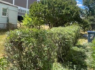 Bush Trimming by Nelly Arredondo for MARLA F. in Washington, DC