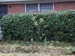 Bush Trimming by Timothy Graham for Arnulfo D. in Atlanta, GA