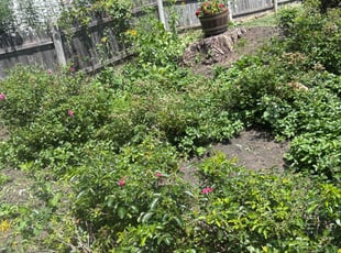 Weeding by Milagros Cabrera Cardona for Alden R. in Southbury, CT