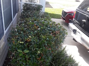 Bush Trimming by John Joens for Marilyn M. in Pensacola, FL