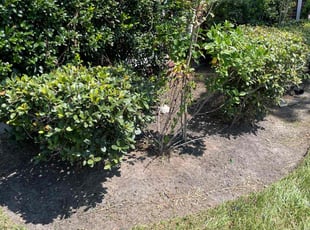Weeding by Brandon Bowers for Malcolm J. in Manvel, TX