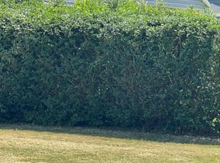Bush Trimming by Jesse Hill for Imperis W. in Norfolk, VA