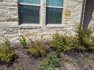 Weeding by Wilmer Guevara for Donna R. in Pflugerville, TX