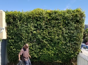 Bush Trimming by Mary Rocket for Patrick G. in San Diego, CA