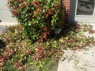 Bush Trimming by Caree Keith for Errin S. in Washington, DC