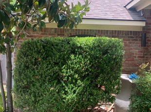 Bush Trimming by Jody McCluksey for Courtney A. in Allen, TX