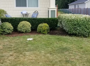 Bush Trimming by Jose Chavez for Amina T. in Spanaway, WA