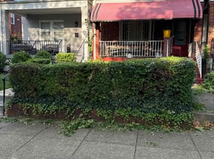 Bush Trimming by Derrick Graves for Stephanie B. in Washington, DC