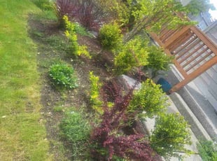 Weeding by Robert Martin for Andy A. in Kenmore, WA