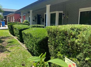Bush Trimming by Liliana Ochoa-Pascual for Donna K. C. in Tampa, FL