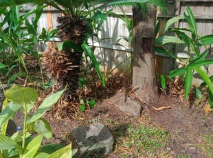 Cleanups by Daniel Campos for Christie C. in Houston, TX