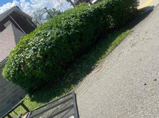 Bush Trimming by Jennifer Frain for Treycie R. in Pittsburgh, PA