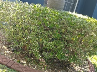 Bush Trimming by Louis Reele for Jason B. in Riverview, FL