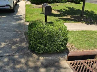 Bush Trimming by Steven Eddins for Allison G. in Fuquay-Varina, NC