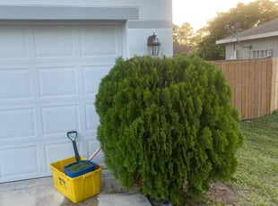 Bush Trimming by Arthur Grant for Quwayne P. in Port St. Lucie, FL