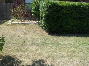 Bush Trimming by Benjamin Garza for Isabel S. in San Antonio, TX