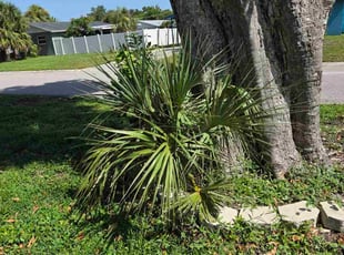 Bush Trimming by Sergio Beltran for Thomas A. in Bradenton, FL