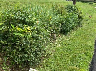 Bush Trimming by Thomas Gredig for James W. in Maryville, TN