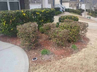 Bush Trimming by Michael Peters for Kristi W. in Canton, GA