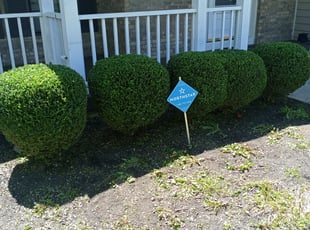 Bush Trimming by Mike Williams for Rick T. in Reynoldsburg, OH