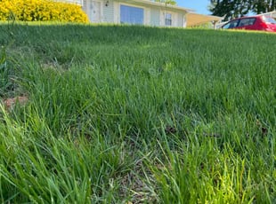 Lisa Y.'s Yard Cutting service result