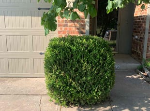 Bush Trimming by Dillon Johnson for Kim H. in Norman, OK