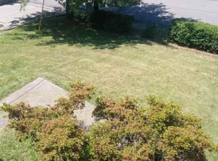 Bush Trimming by Jaquayla Gilmore for Larry M. in Pittsburgh, PA