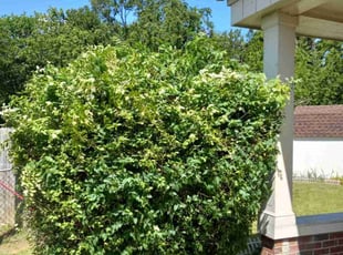 Bush Trimming by Sean Saulsby for Annette R. in Norfolk, VA