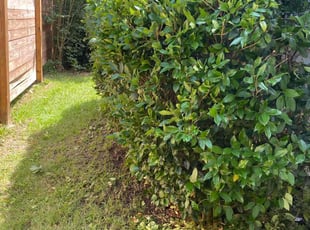Bush Trimming by Michael Webster for Jason H. in Pace, FL