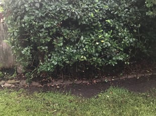 Bush Trimming by Gary Ebanks for Will F. in Covington, LA