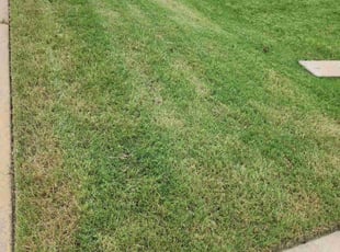 Cleanups by Gerome Randle for Cesar C. in Mansfield, TX