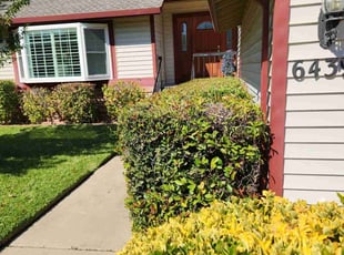 Bush Trimming by Juan Rodriguez for Louis R. in Citrus Heights, CA